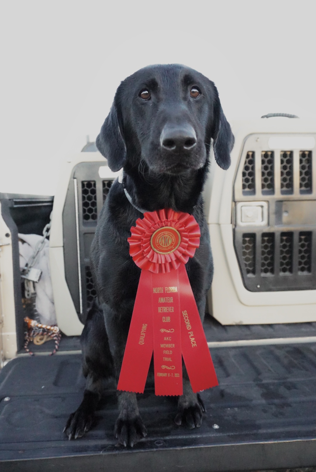 Troublesome Ms American Pharaoh QA2 | Black Labrador Retriver