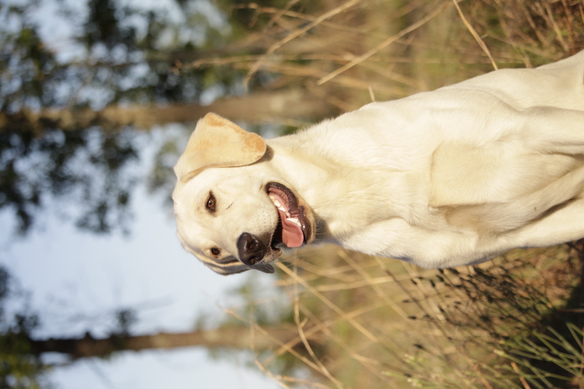 Sir Hukaroni Chikachoni | Yellow Labrador Retriver