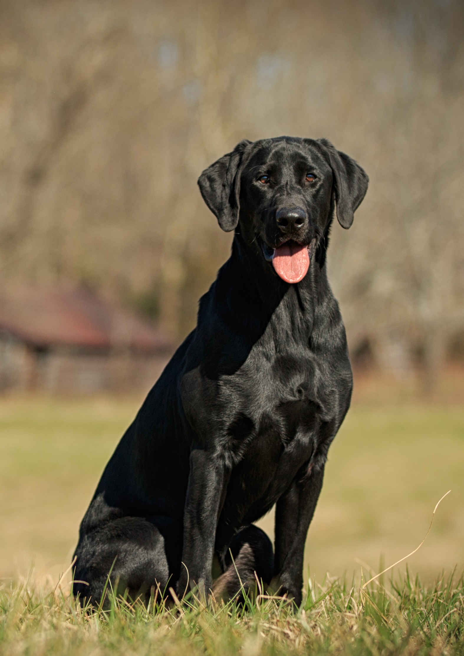 Hallelujah's Reveille SH | Black Labrador Retriver