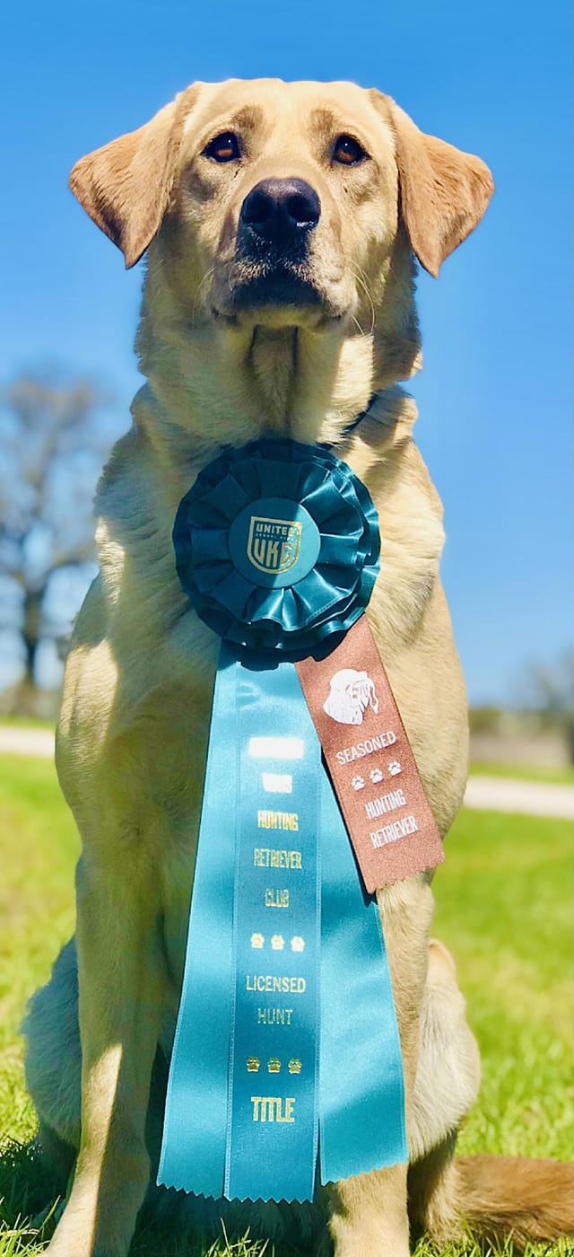 HRCH Kolfyre That Adrenaline Rush UD GO VER RA MH OA NAJ TKI CGC | Yellow Labrador Retriver