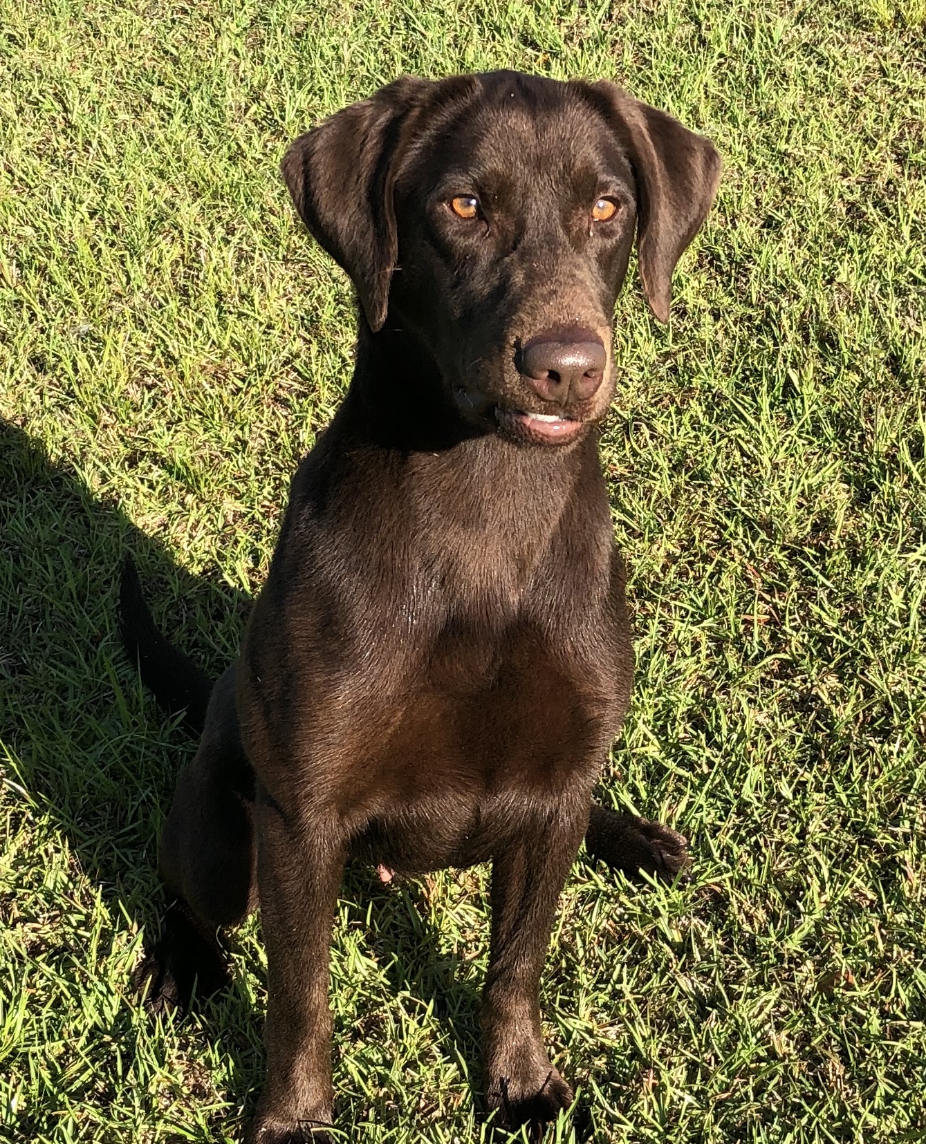 Necci | Chocolate Labrador Retriver