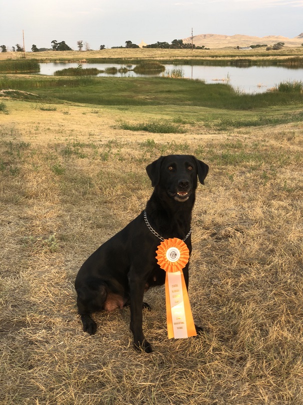 Bay Creek’s Life Of Eve | Black Labrador Retriver