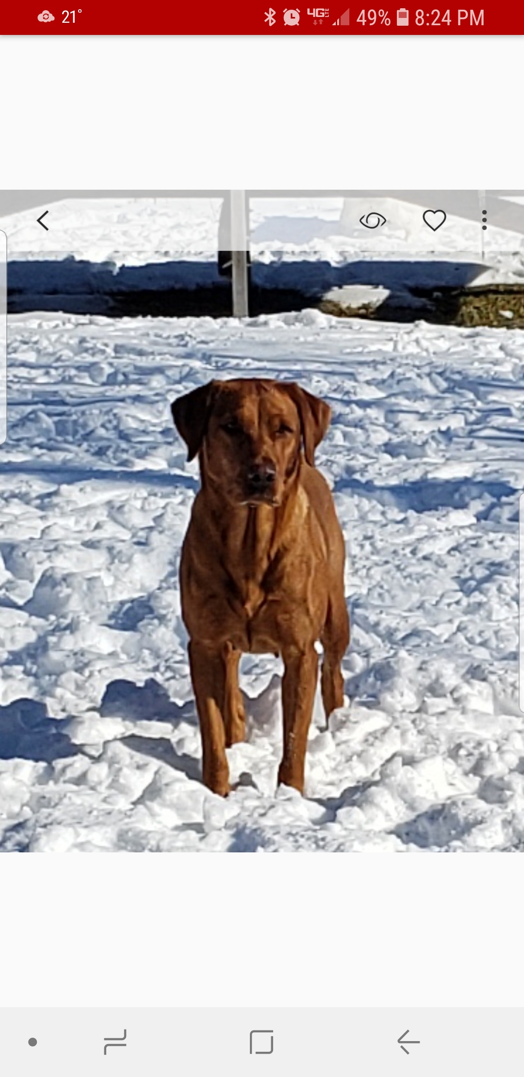 GMHR MHR WR SR Marr's Remington Hunter | Yellow Labrador Retriver