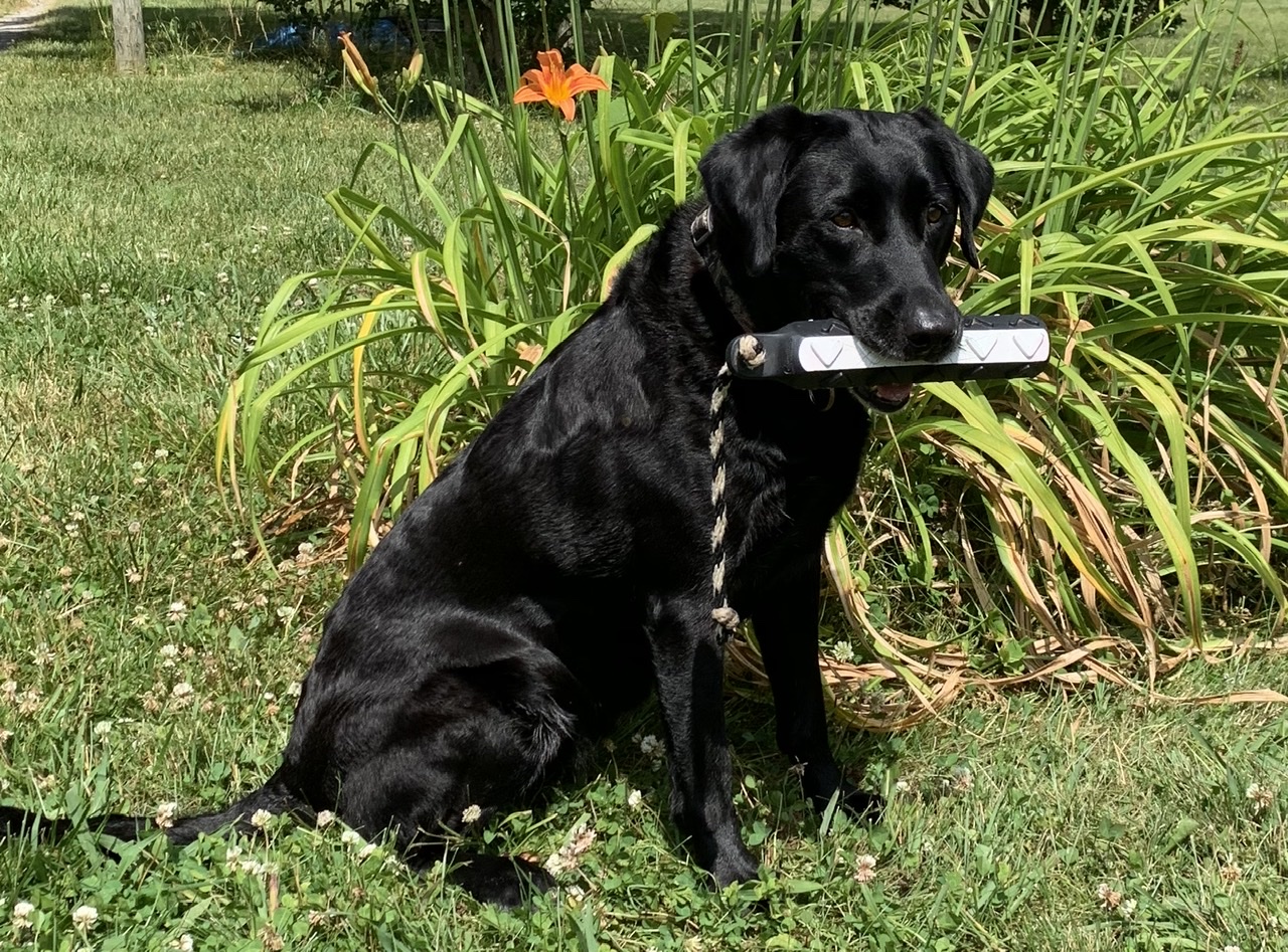 Black Jasmine Of Stones River | Black Labrador Retriver