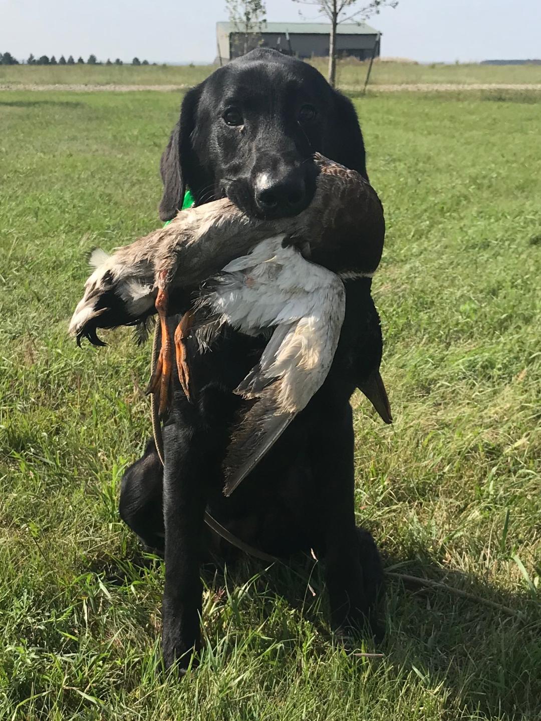 HRCH Oden's Duck Crusher | Black Labrador Retriver