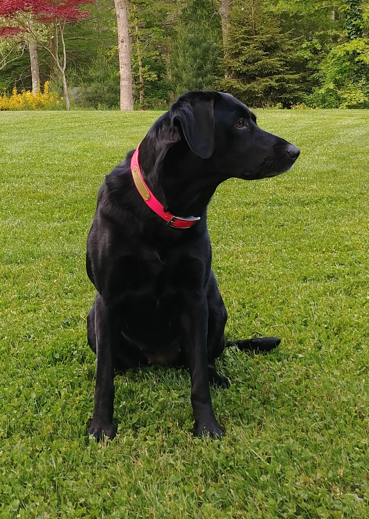 Super Portagee's Goddess Sophia | Black Labrador Retriver