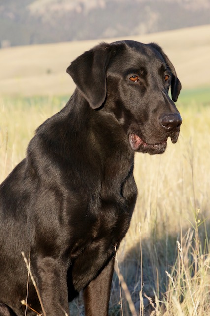 HRCH  Lane's Double Down Blu | Black Labrador Retriver