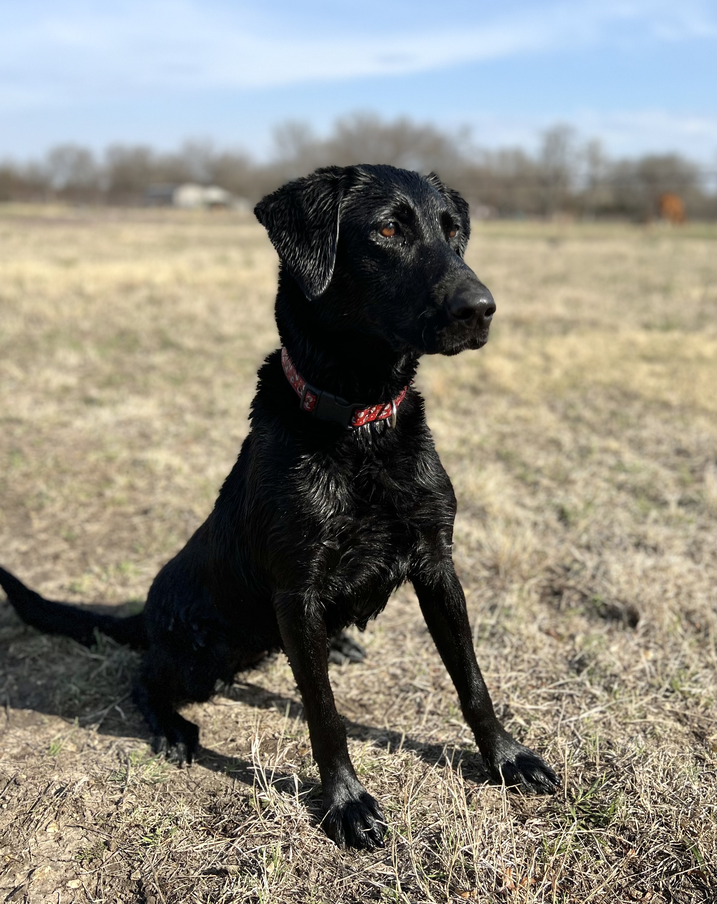 DucDogz CodeBlue Chopper Patrol JH | Black Labrador Retriver