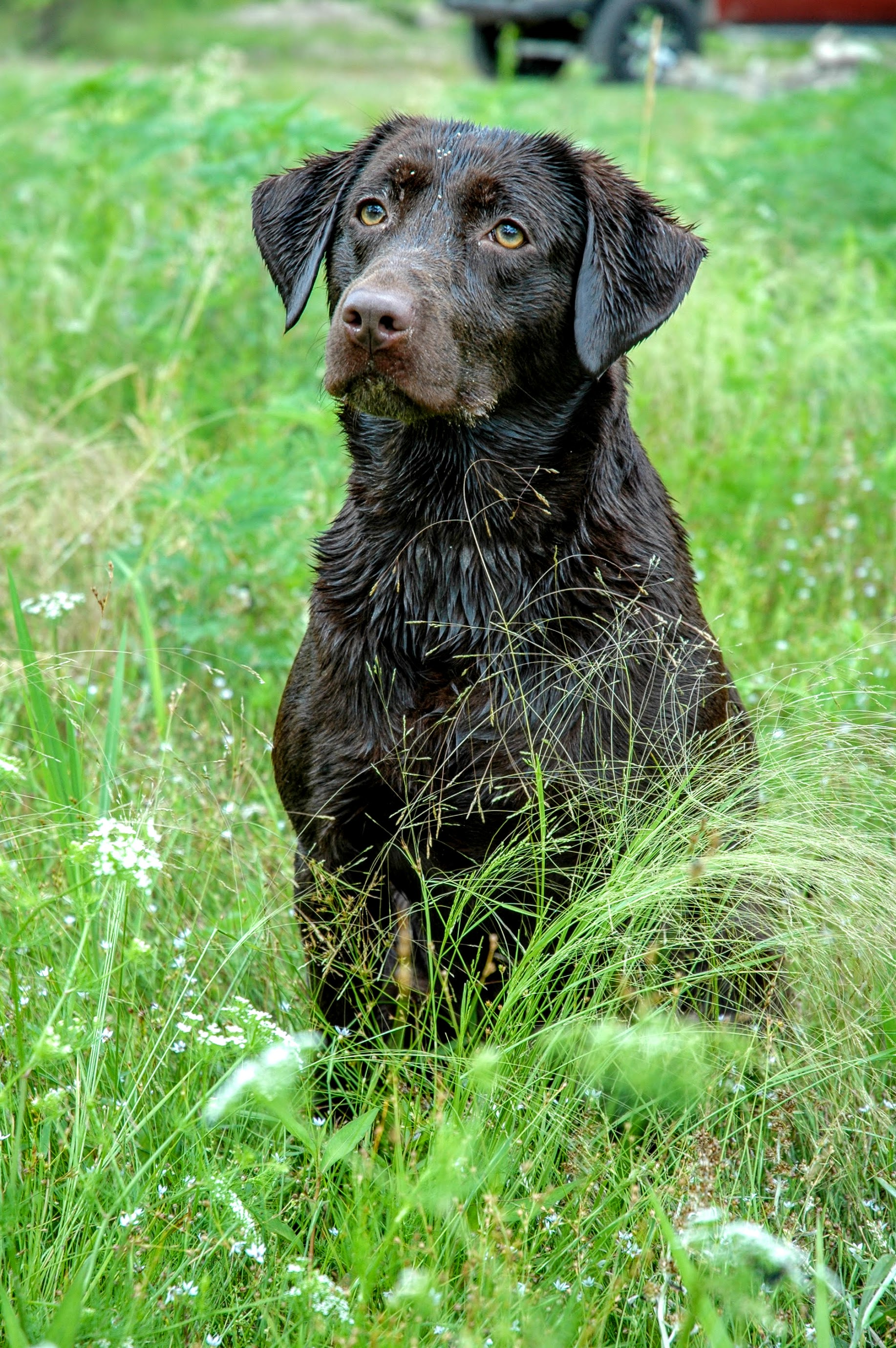 HR PCK’s Fancy Don’t Let Me Down SH | Chocolate Labrador Retriver