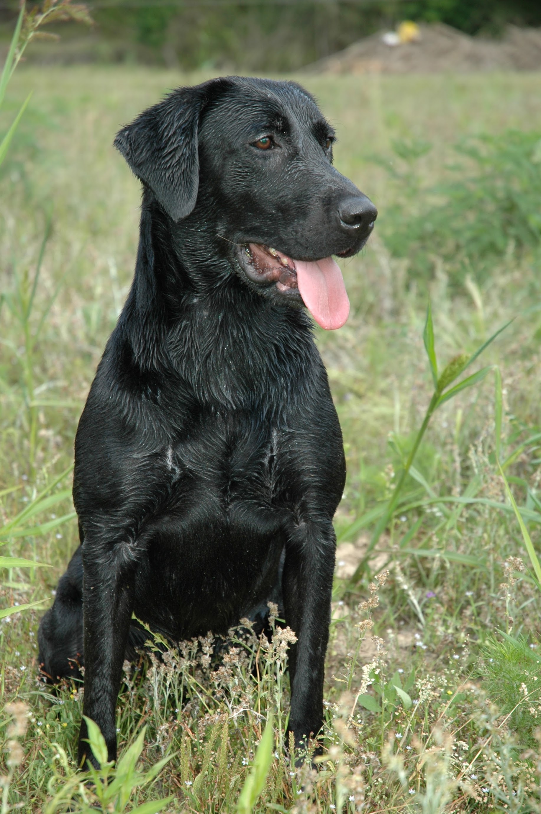 HRCH PCK’s Belle Of The Bayou | Black Labrador Retriver