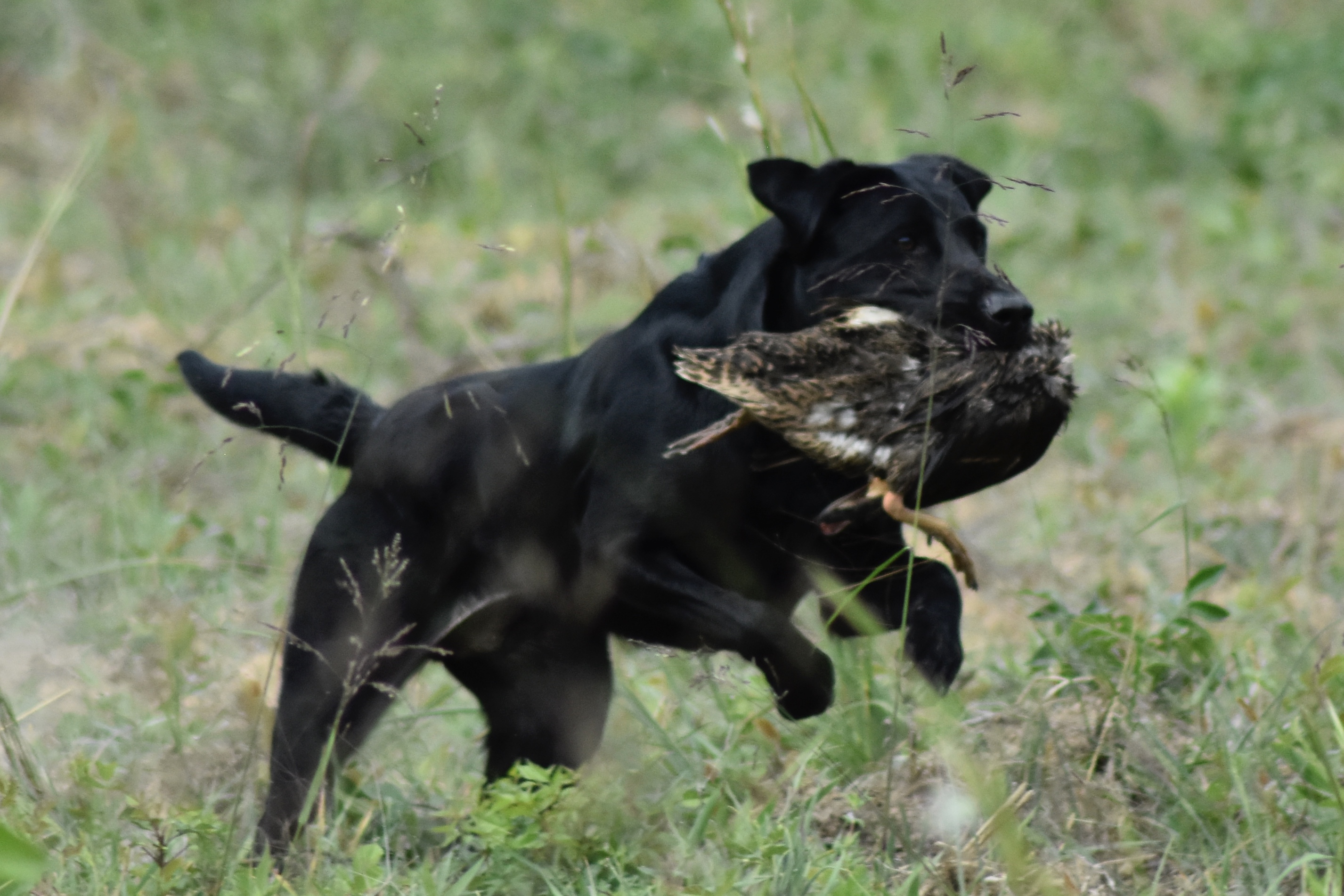 HR Jt’s Perfect Pippin | Black Labrador Retriver