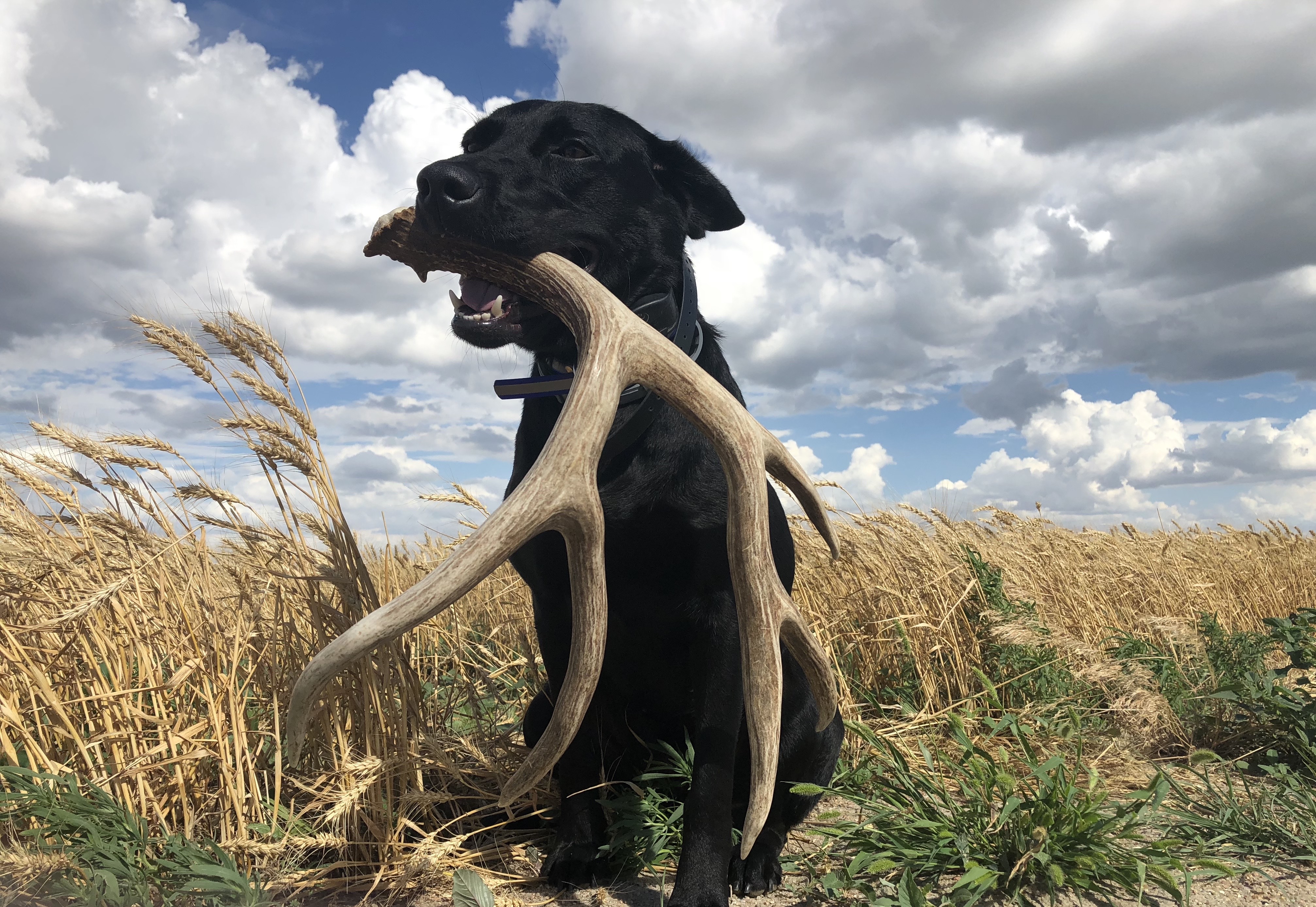 ESD KSD Swift Sadie Belle | Black Labrador Retriver