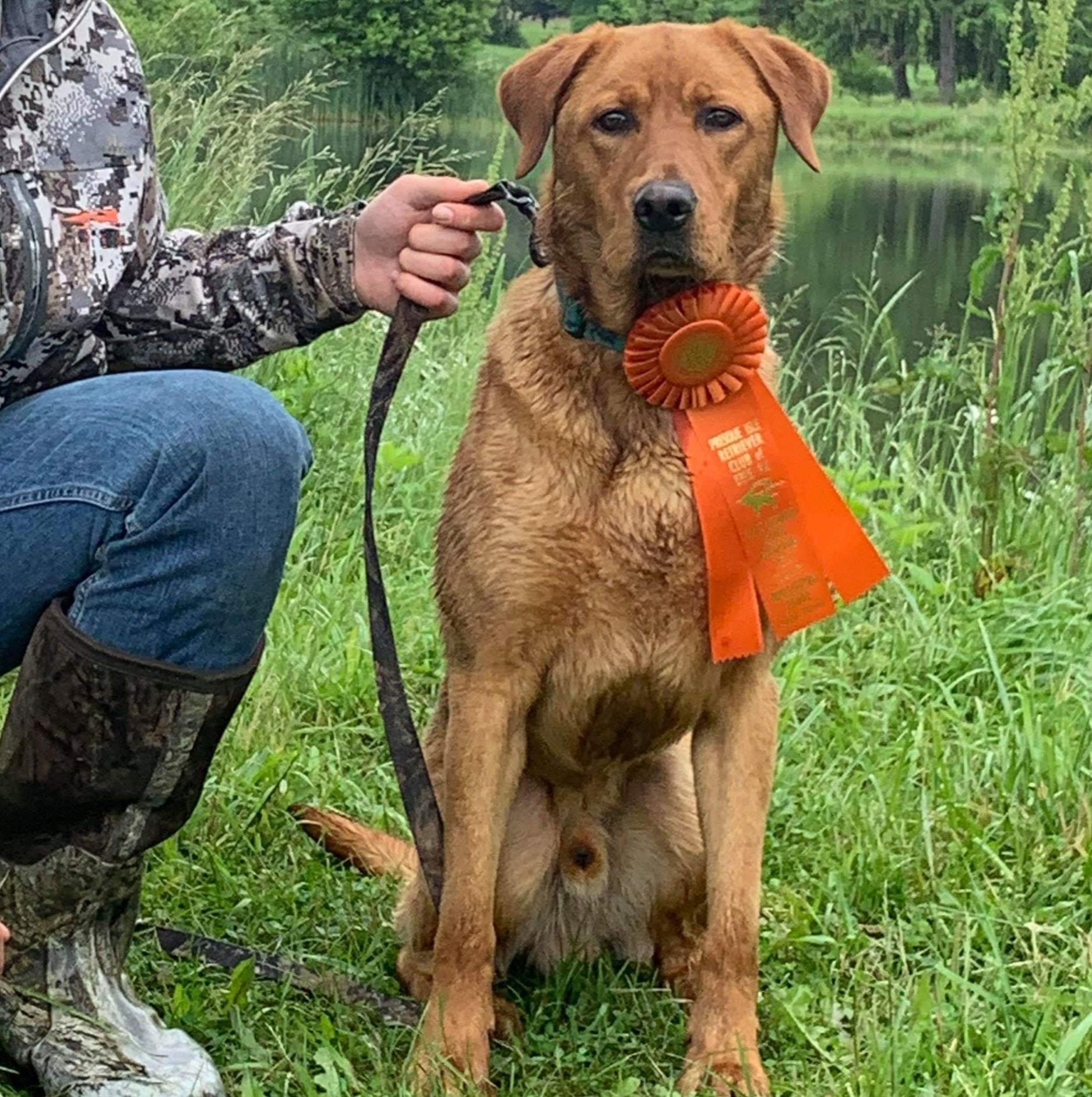 Backwoods Pjl Raised N The Boondocks | Yellow Labrador Retriver