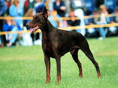 Alfa Adelante del Citone | Brown Doberman Pinscher