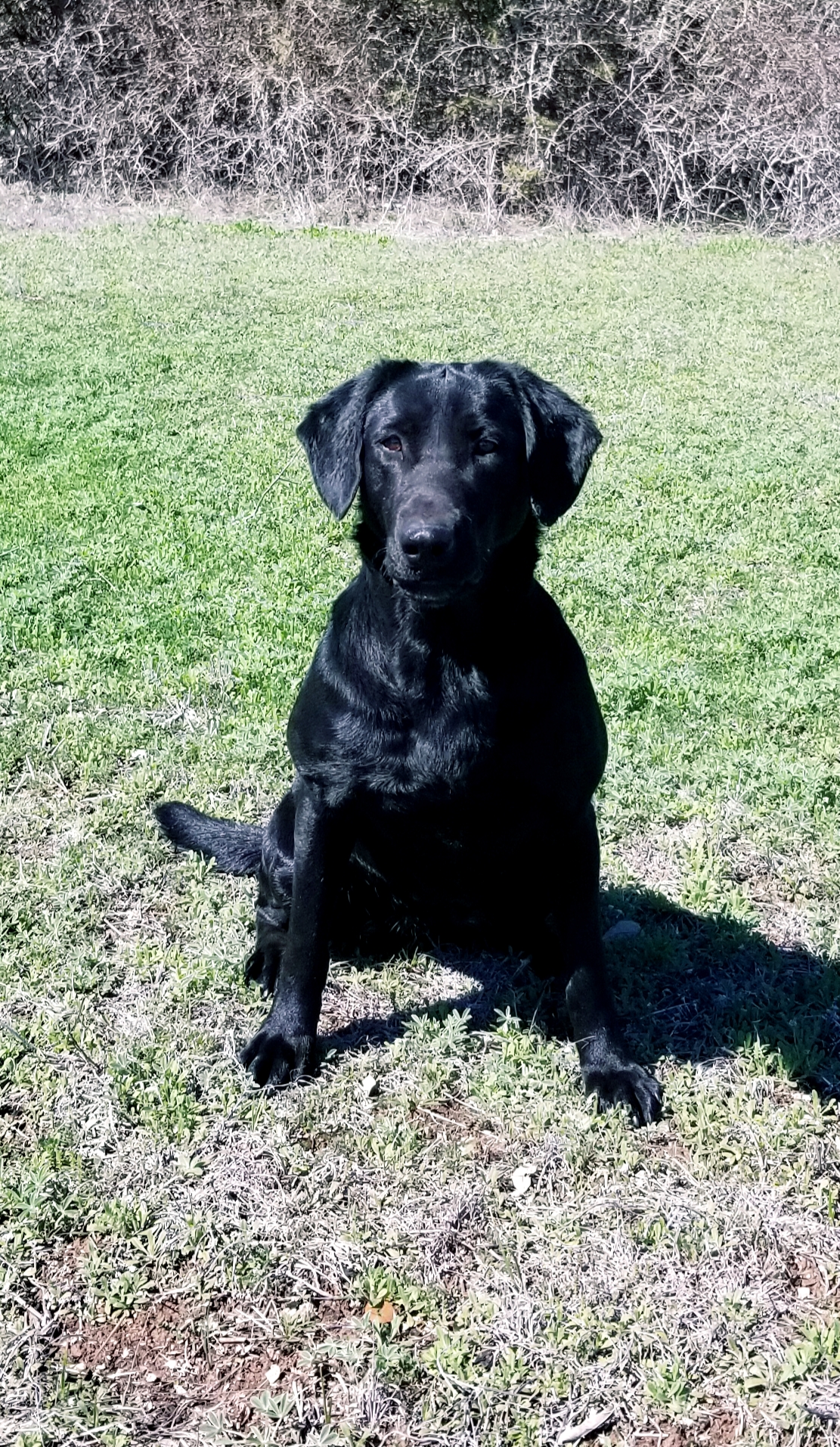 Dixielands Steel Raven Beauty | Black Labrador Retriver