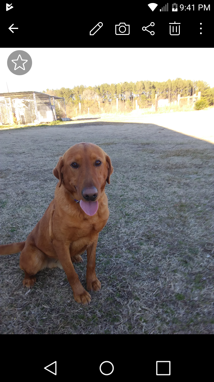 Riverbend's Southern Comfort JH | Yellow Labrador Retriver