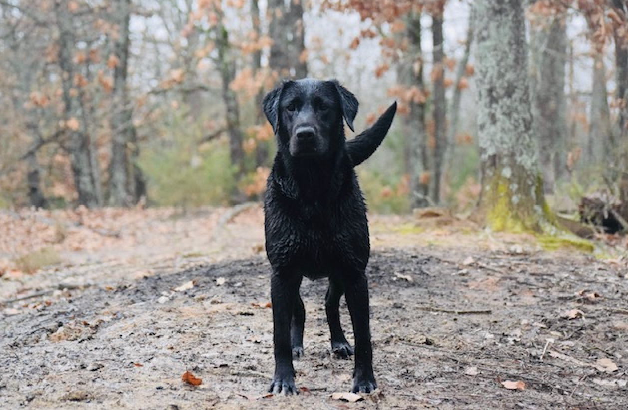 Raley Retriever Avery | Black Labrador Retriver