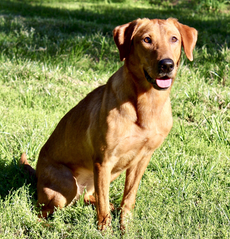 HRCH Rachel’s Colors Of Fall Foxy MH | Yellow Labrador Retriver