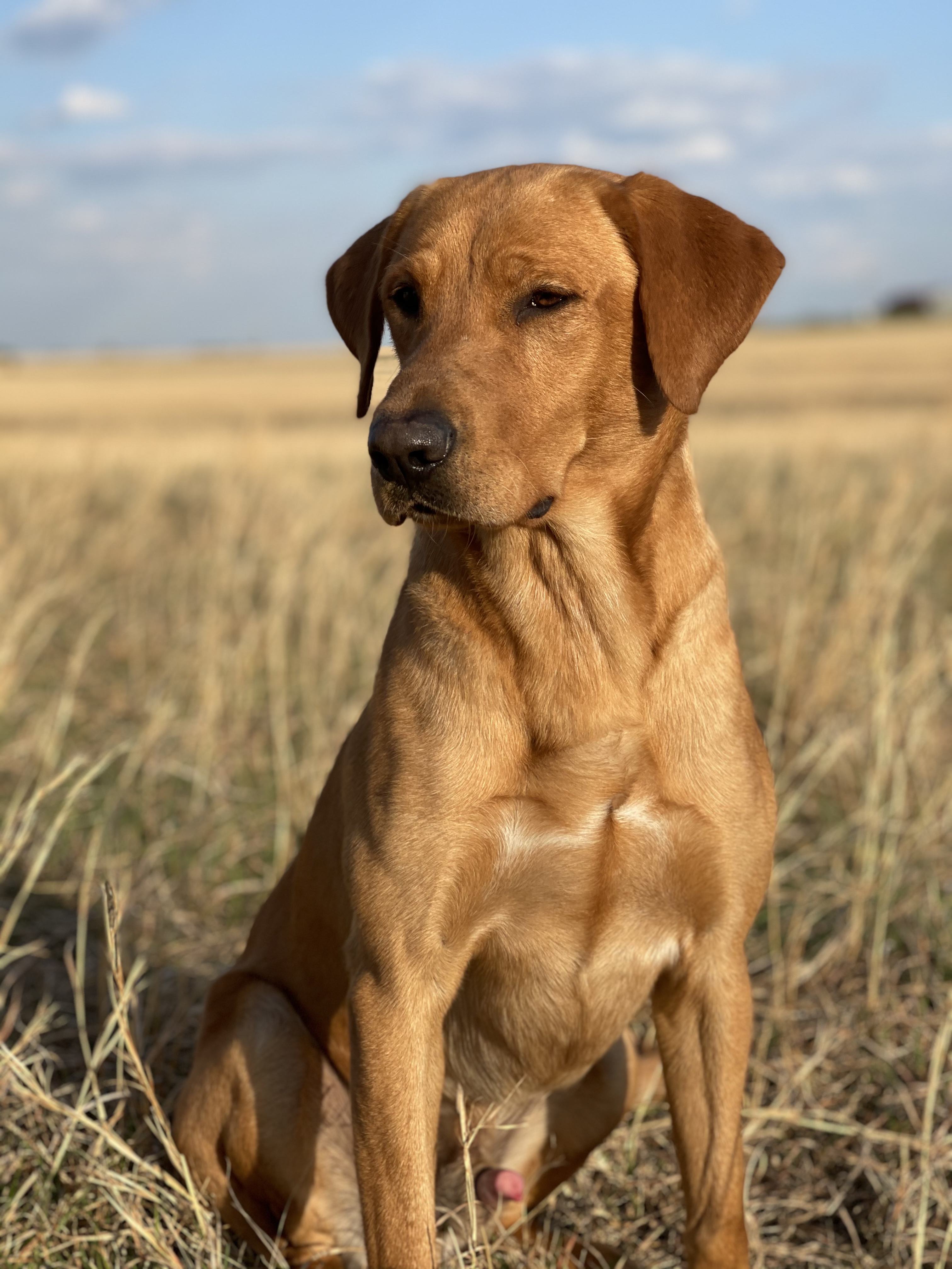 SHR 3 Ring Red God Of War JH | Yellow Labrador Retriver