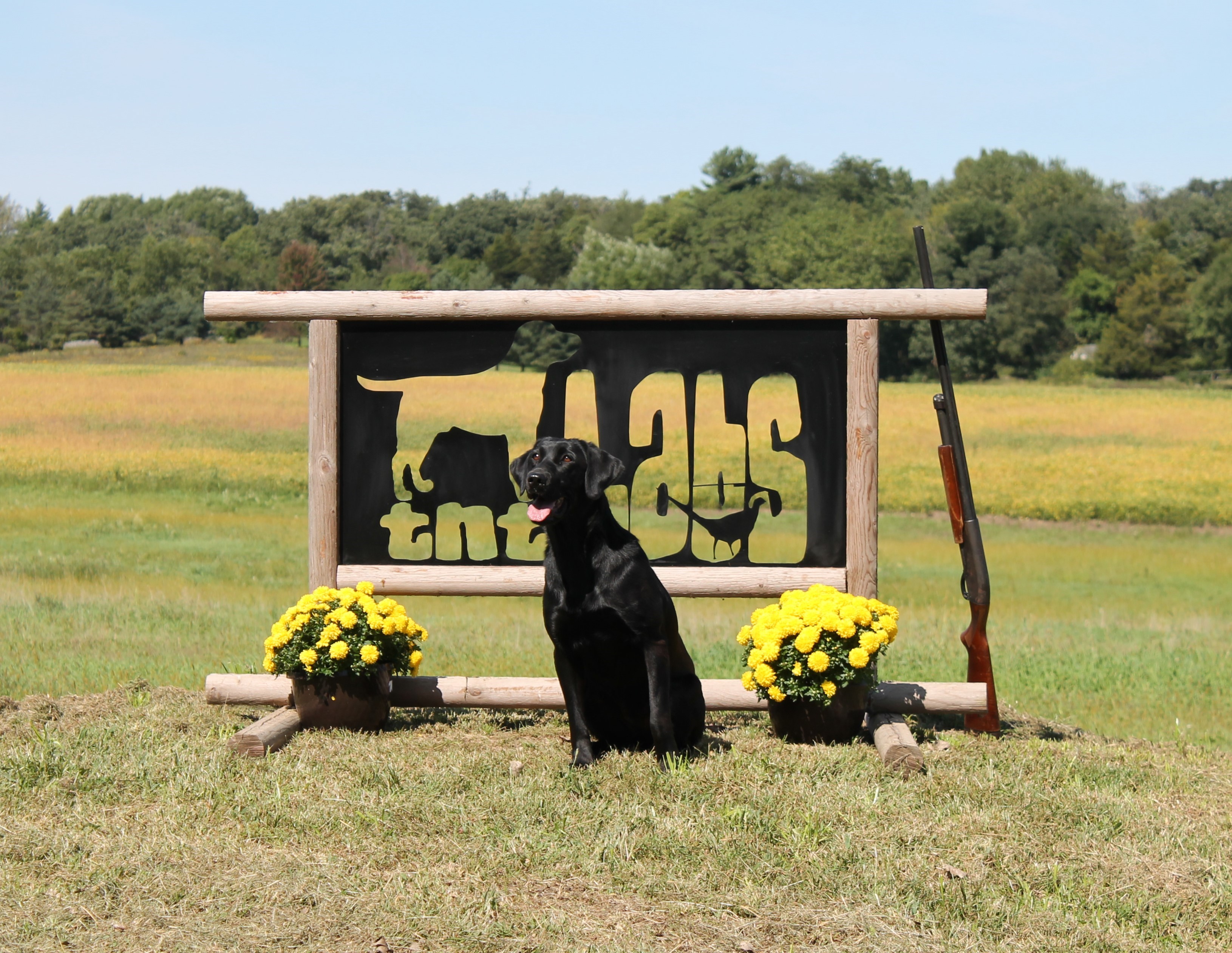 SHR Double D And TNT Little Miss Shadow MH | Black Labrador Retriver