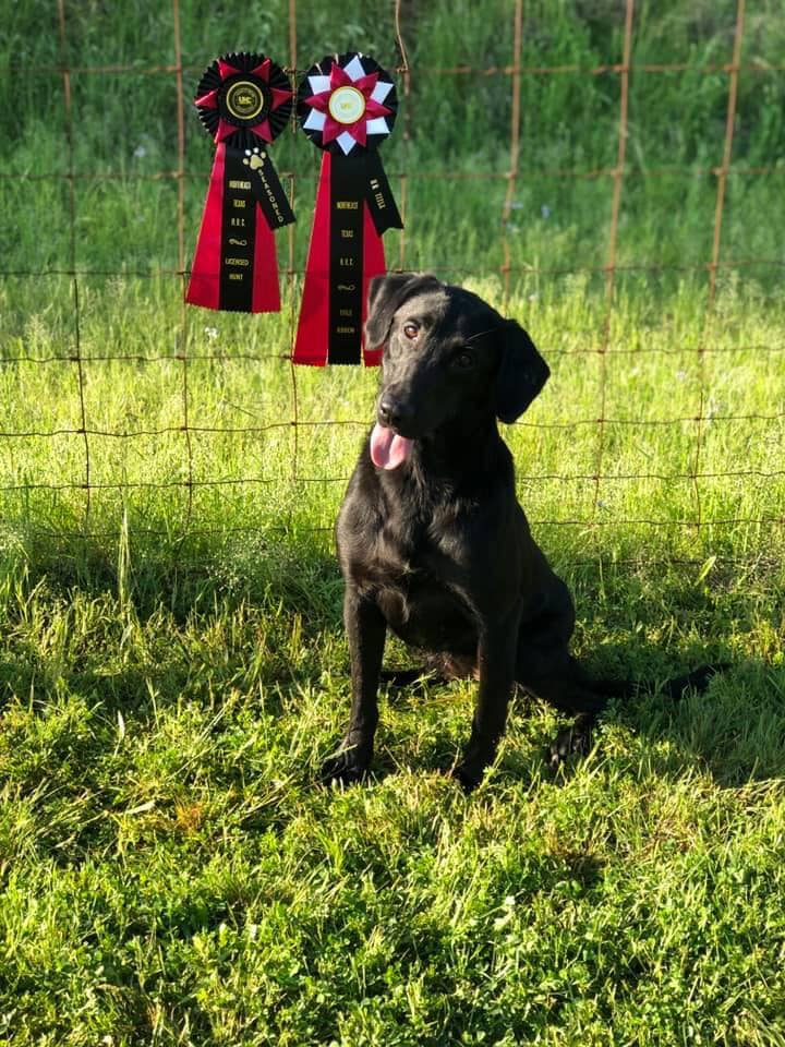 HR Artemis The Huntress Ii | Black Labrador Retriver