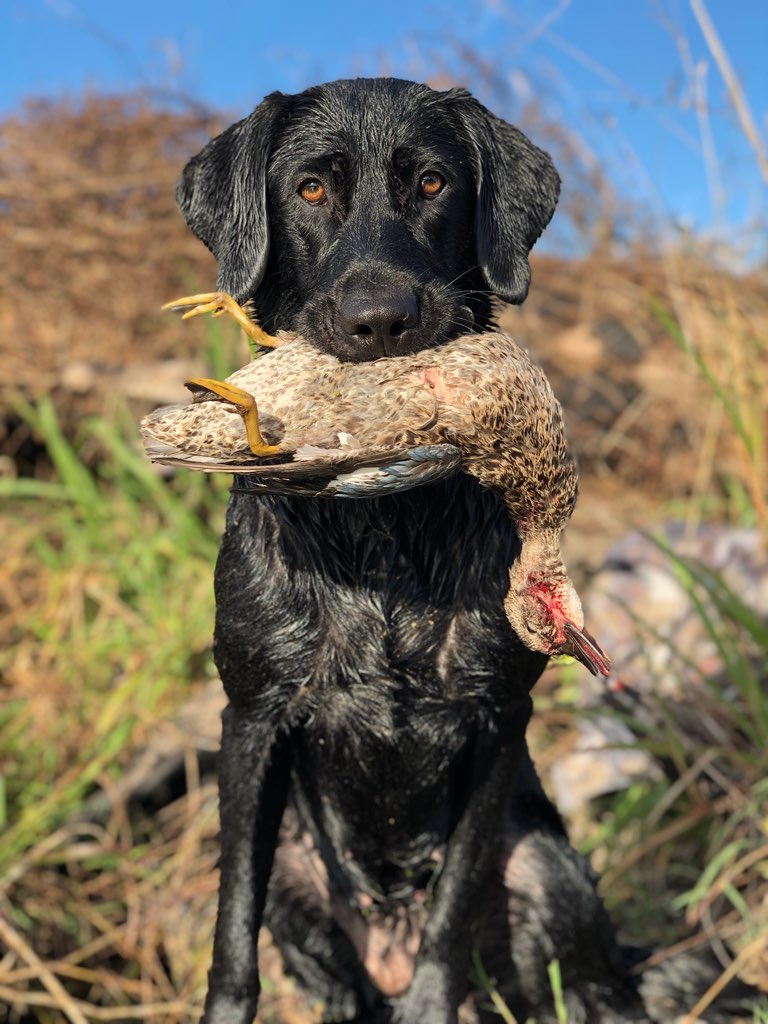 Shiver Me Timber Fly High River | Black Labrador Retriver