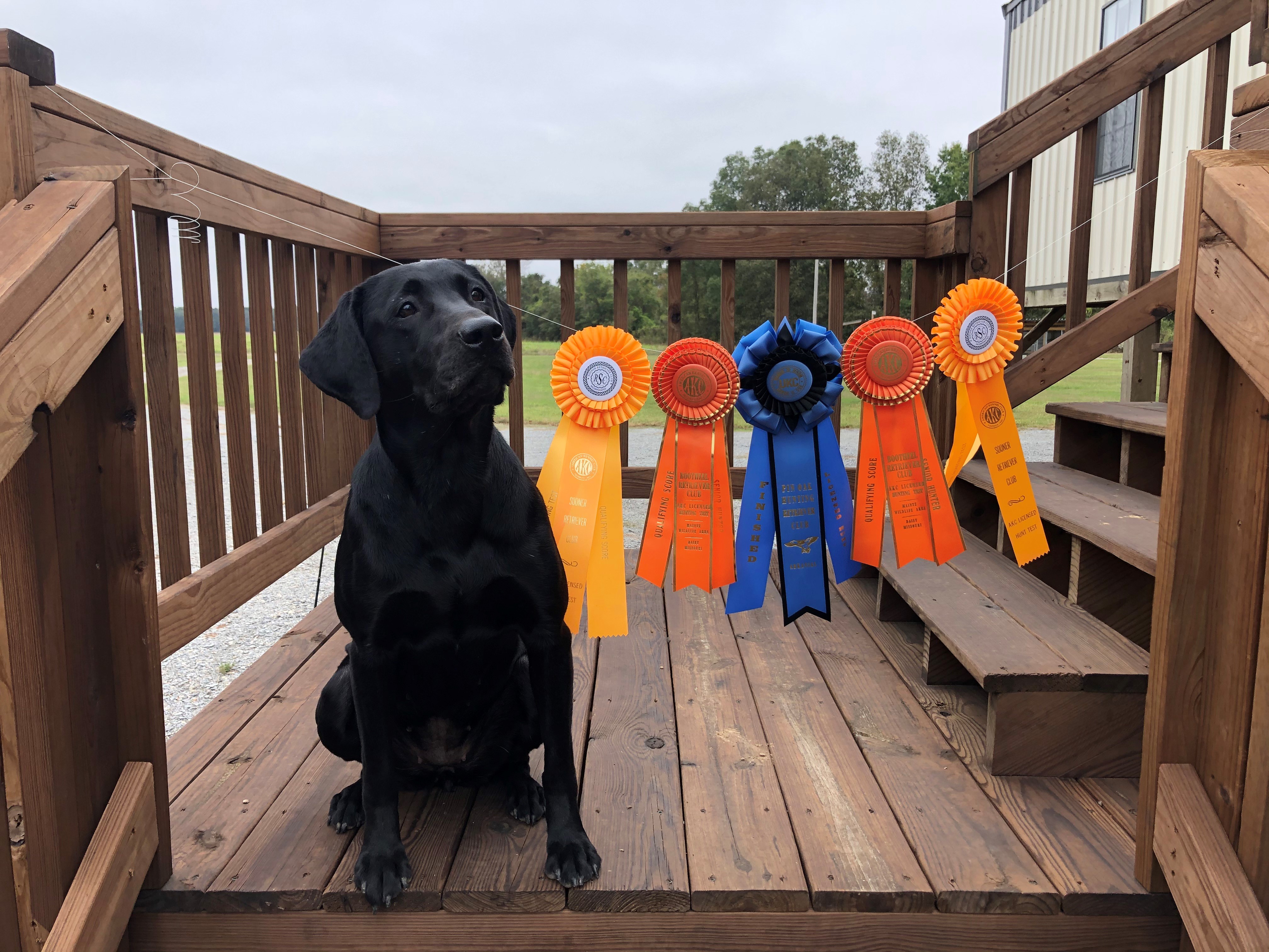 HRCH Moonshine's Pay The Piper | Black Labrador Retriver