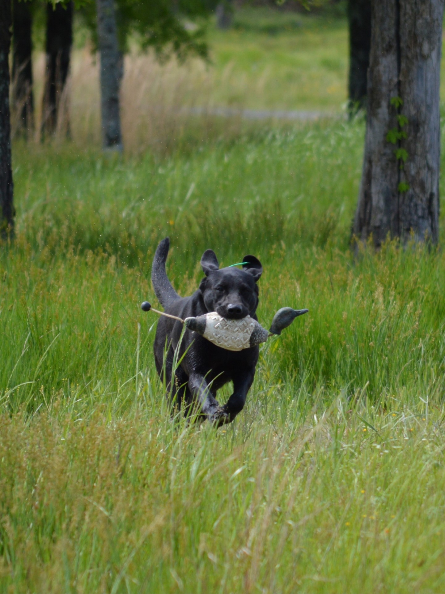 HRCH Moonshine's Pay The Piper | Black Labrador Retriver