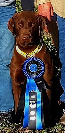 Huntmaster's Big N Bay Hap-A-Licious | Chocolate Labrador Retriver