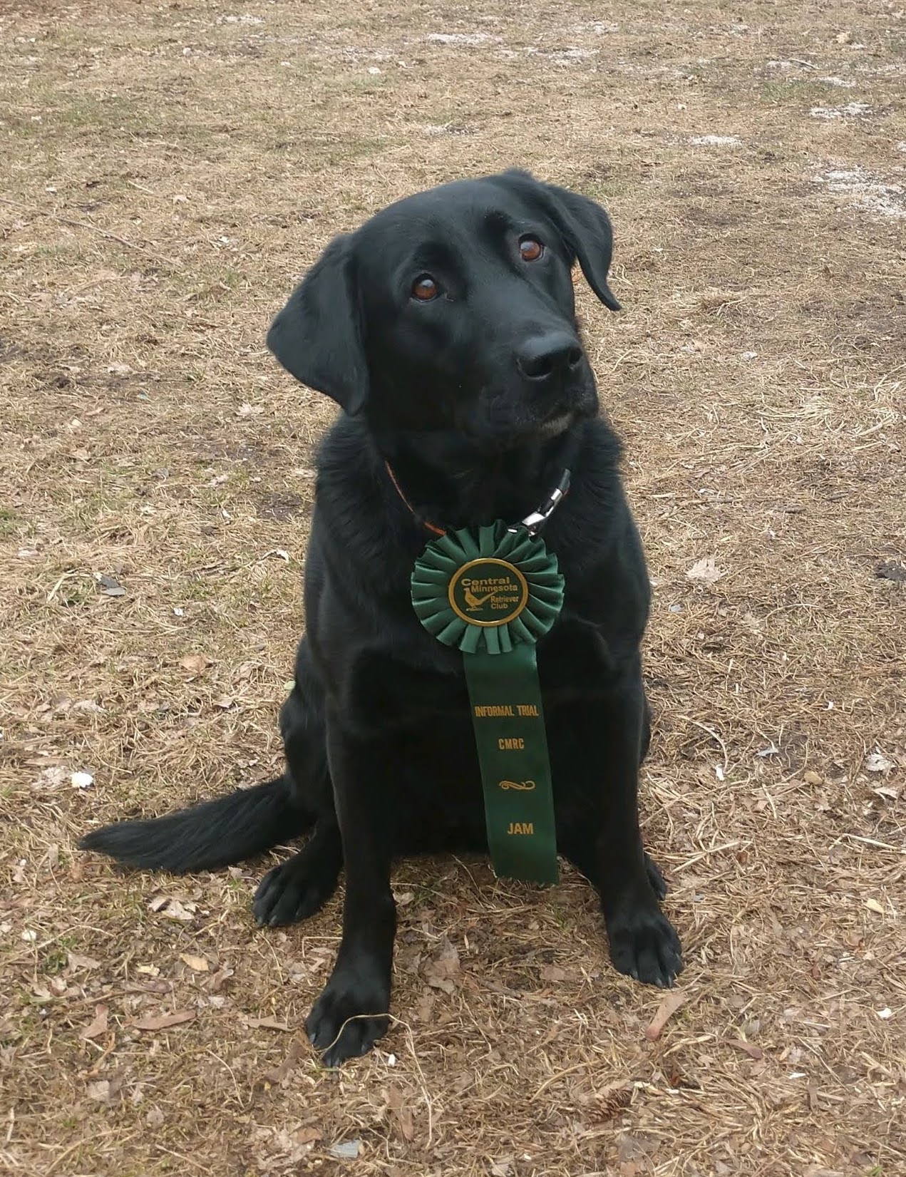 Pheasant Flusher Little Bear | Black Labrador Retriver