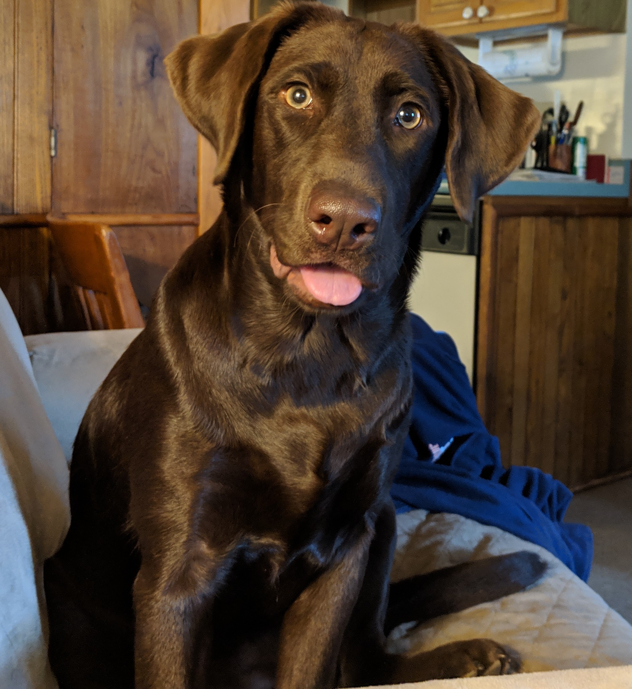 HRCH Owasco Valley's Miss Misunderstood | Chocolate Labrador Retriver