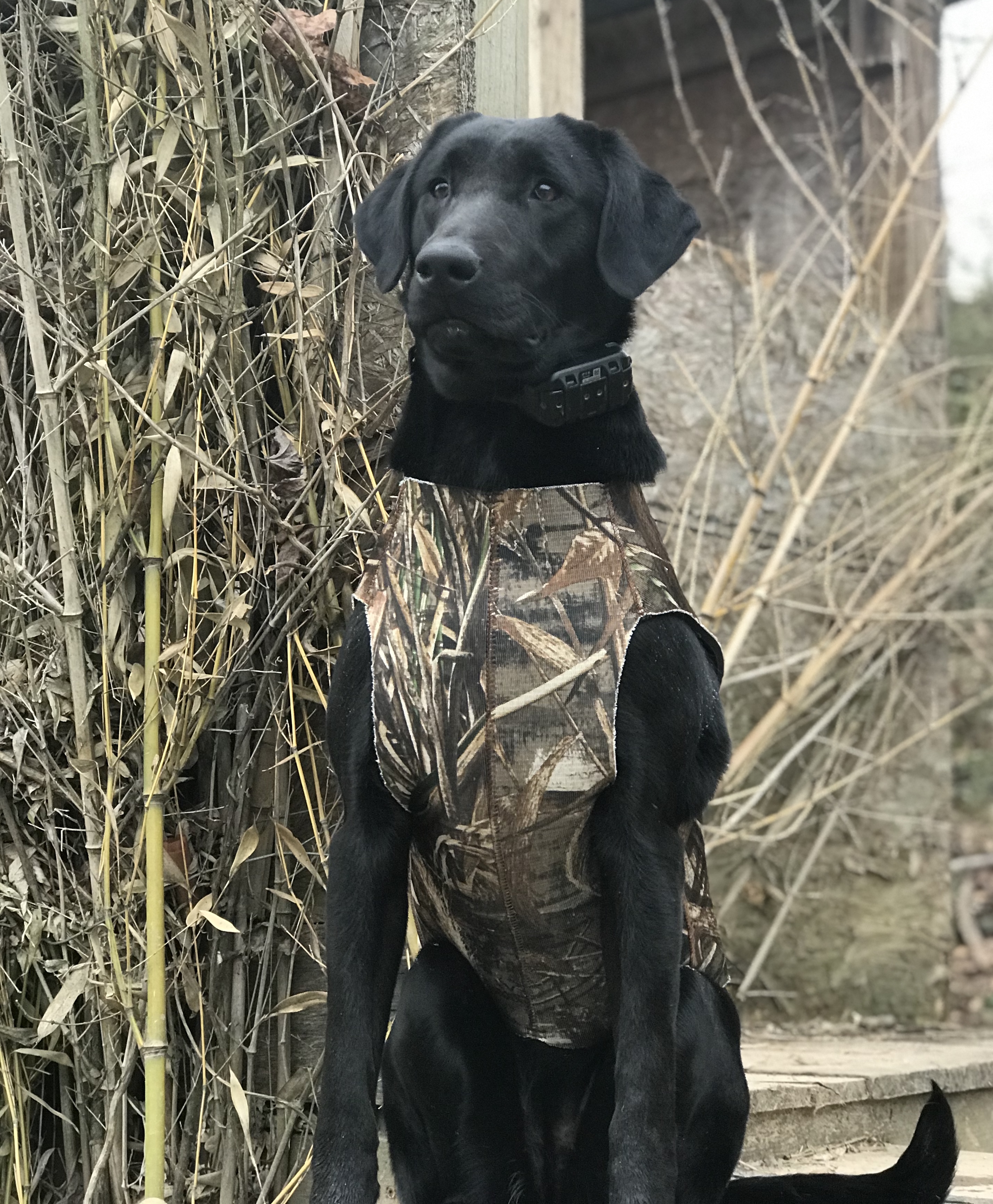 Steadfast’s Black Fire Opal | Black Labrador Retriver