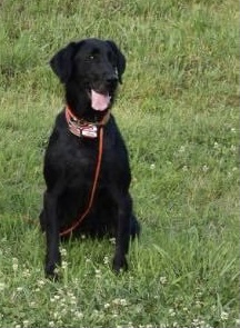 SHR Southern way’s pretty in pink | Black Labrador Retriver