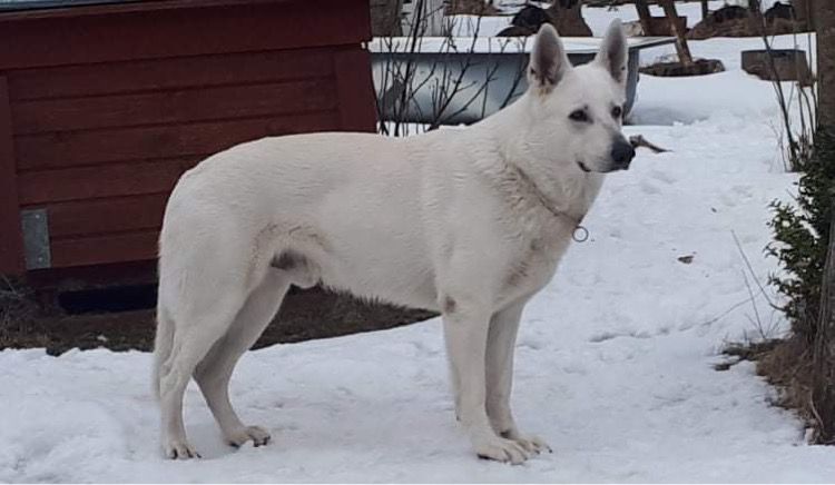 Born to Win White Zapy | White Swiss Shepherd Dog 