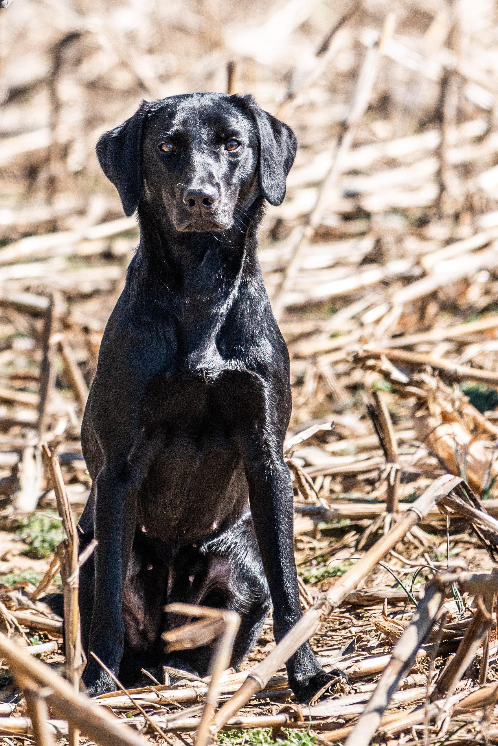 Thompson's Delta Dawn | Black Labrador Retriver