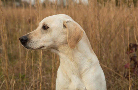 Willowbush Snow Flake | Yellow Labrador Retriver