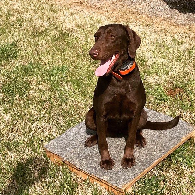 SH Roddydogs Prk Barracuda Blue's Morning Flight Dove | Chocolate Labrador Retriver