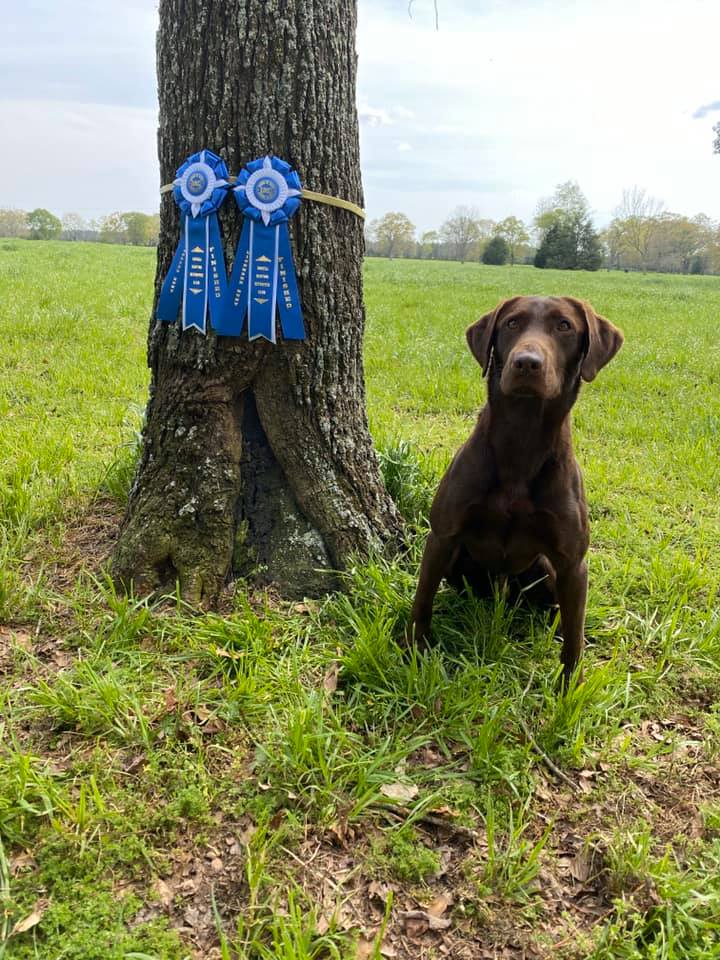 HRCH Roddydogs Prk Barracuda Blue's Big Shot Gunn MH | Chocolate Labrador Retriver