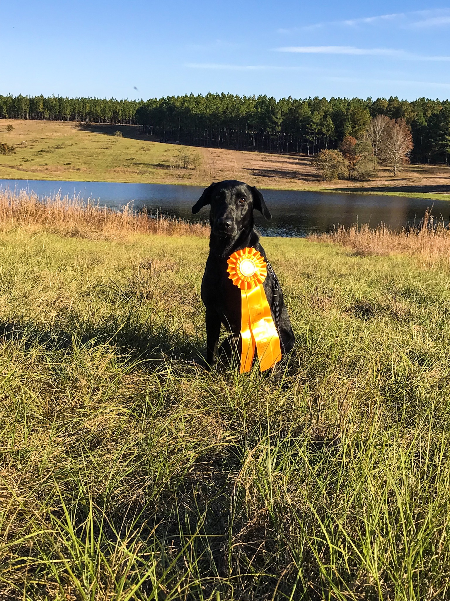 HRCH Prairie State's Hell-on Wheels Mighty Katie MH | Black Labrador Retriver