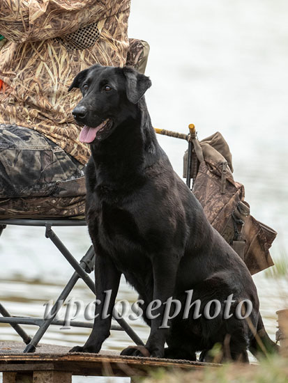 HRCH Sheppard Hills Moonshine MH | Black Labrador Retriver