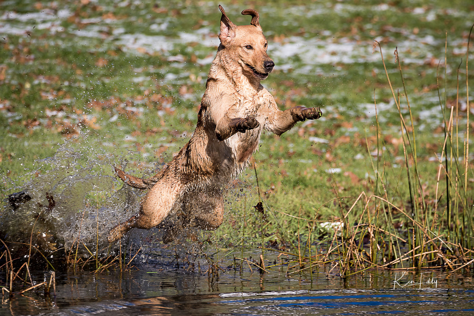 HRCH UH Rhumbline's Coastal Trader MH | Yellow Labrador Retriver