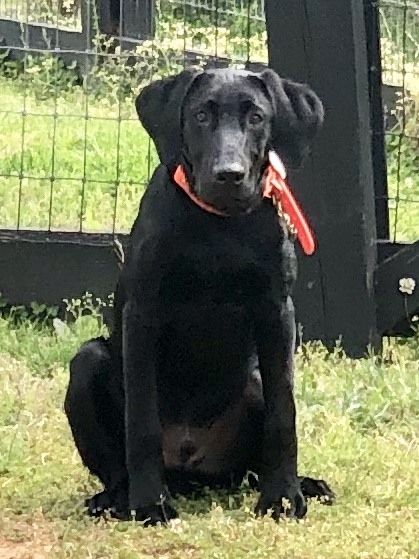 Roddydogs Georgia's Ragin Thor | Black Labrador Retriver