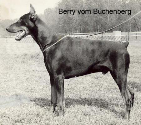 Berry v. Buchenberg | Black Doberman Pinscher