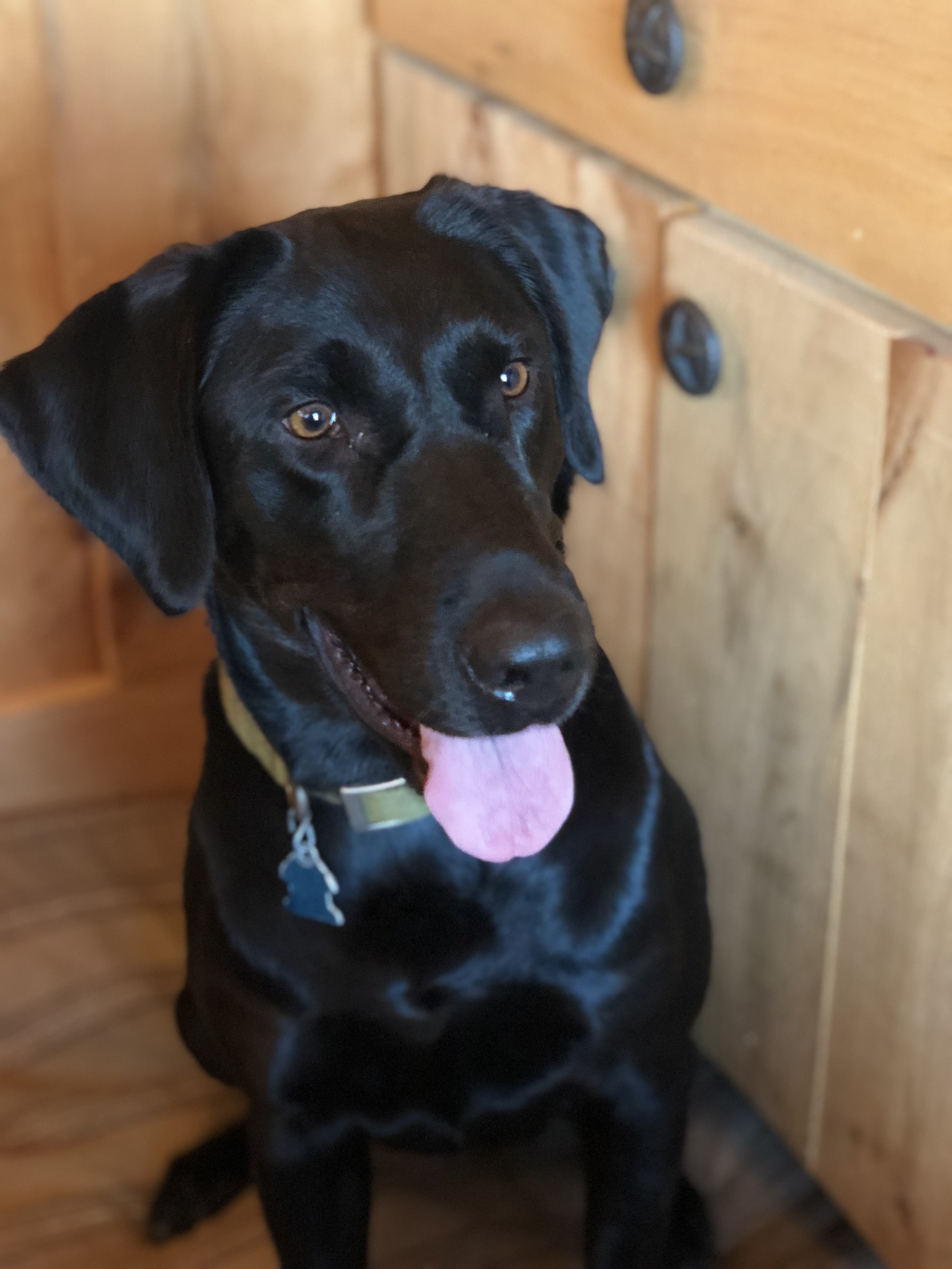 Roddydog Georgia Day | Black Labrador Retriver