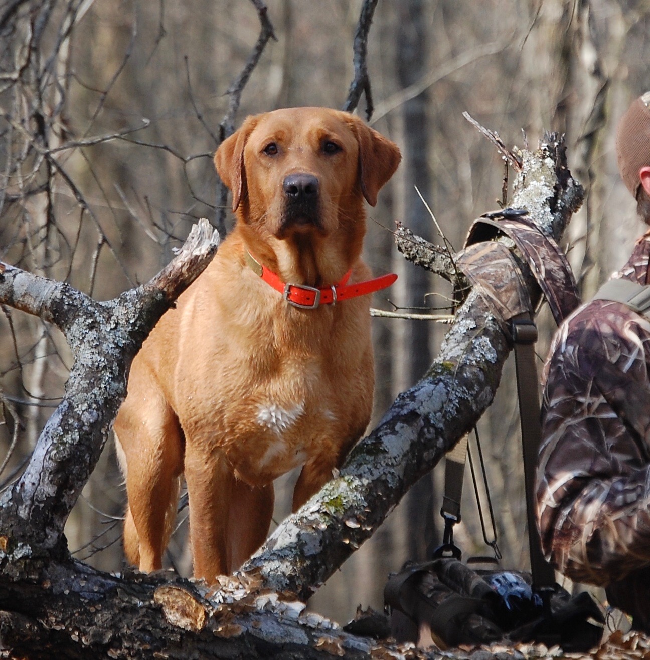 Arkansas Own Red JH | Yellow Labrador Retriver