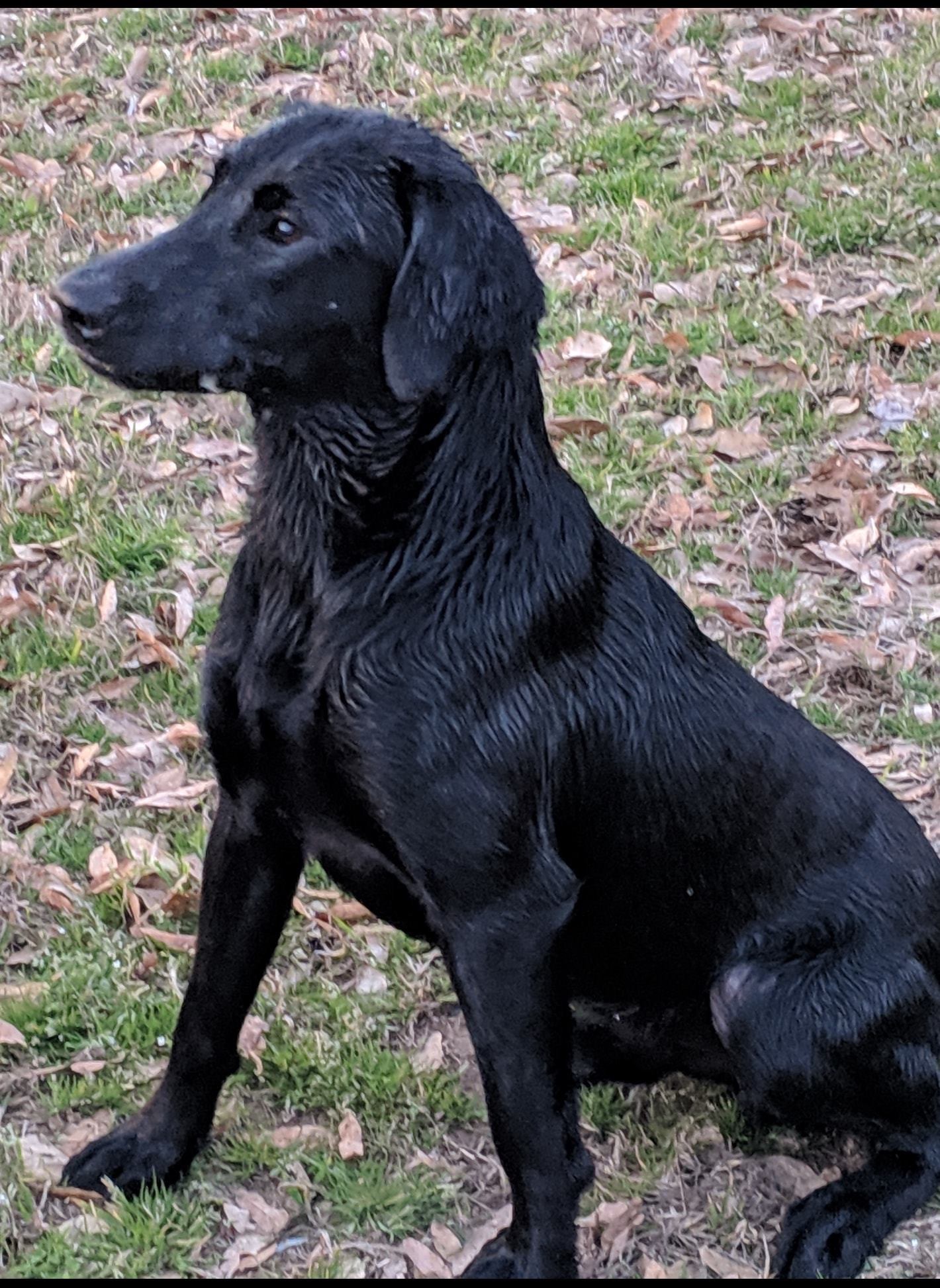 Homegrown Poseidon’s Trident | Black Labrador Retriver