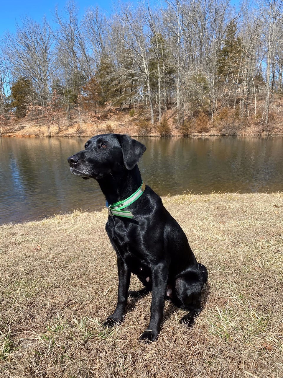 ESD2,GRCHSD Two Arrows Remy MSH | Black Labrador Retriver