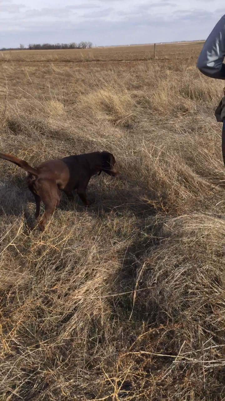 Collige's S.A.D. Boomer  JH | Chocolate Labrador Retriver