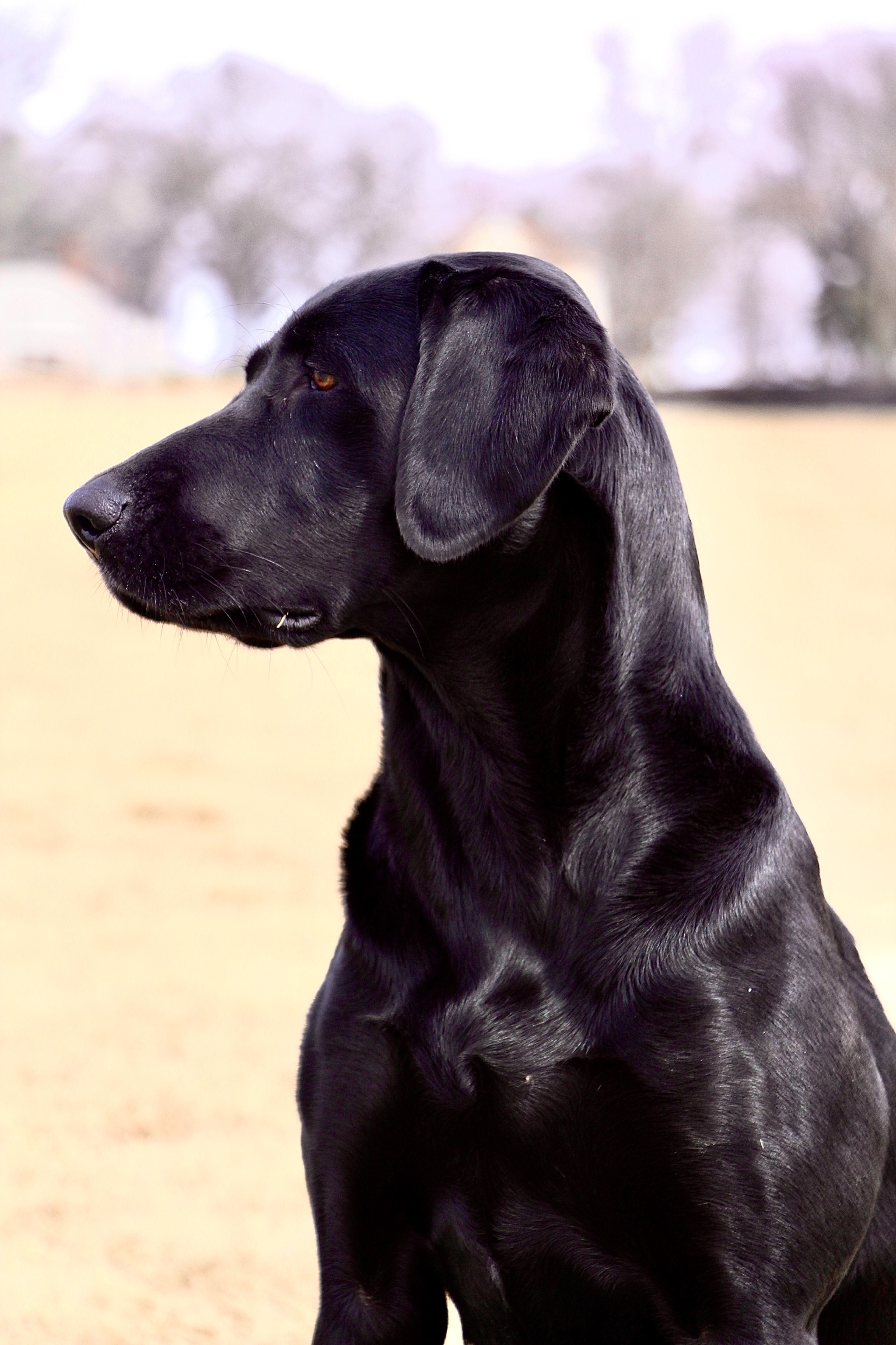 Dixie’s Legend Of The North SH | Black Labrador Retriver