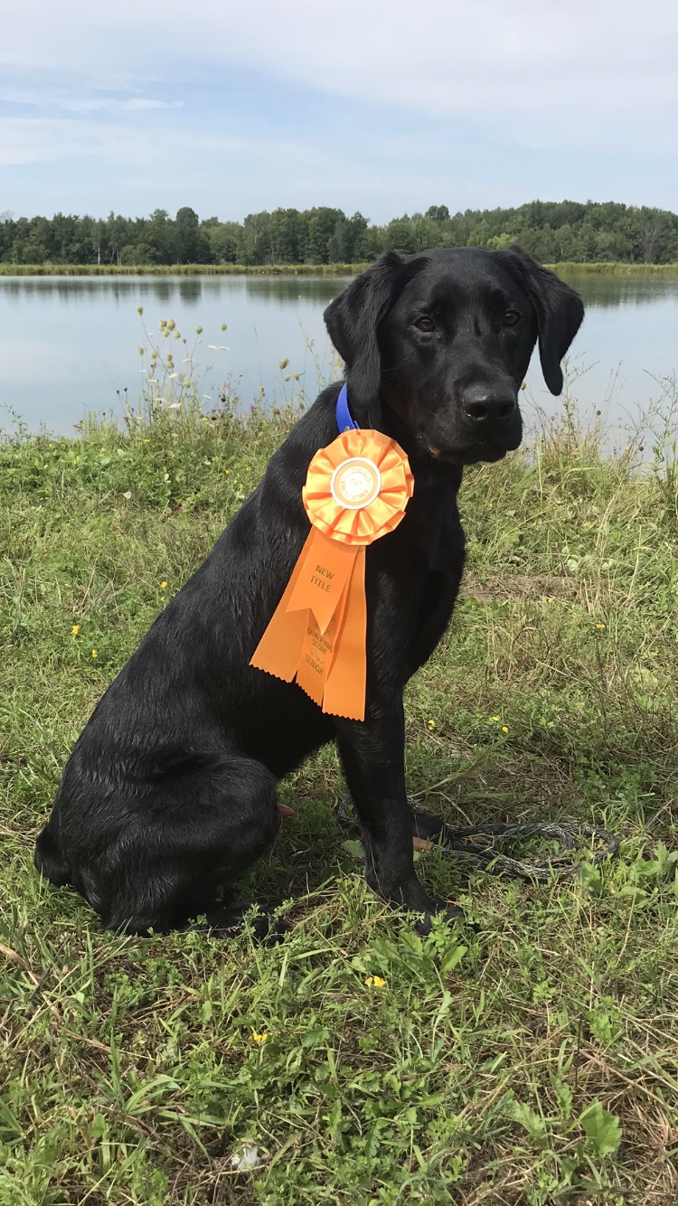 Devines Trey is the Charm SH | Black Labrador Retriver